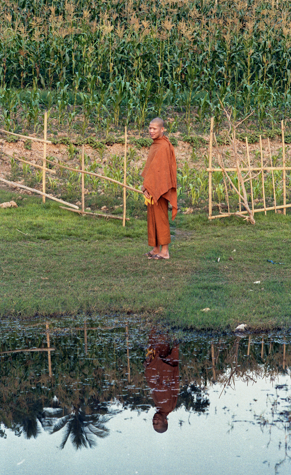 An orange-robed monk stands near crops, Laos